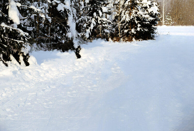 Трасса лыжероллерная Лесная Троицк, состояние на 26 января 2026 по отзыву, фото 2. 